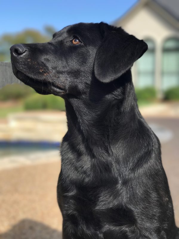 honeyLabradorRetriever (5) K9 League Dog Training Keller, TX